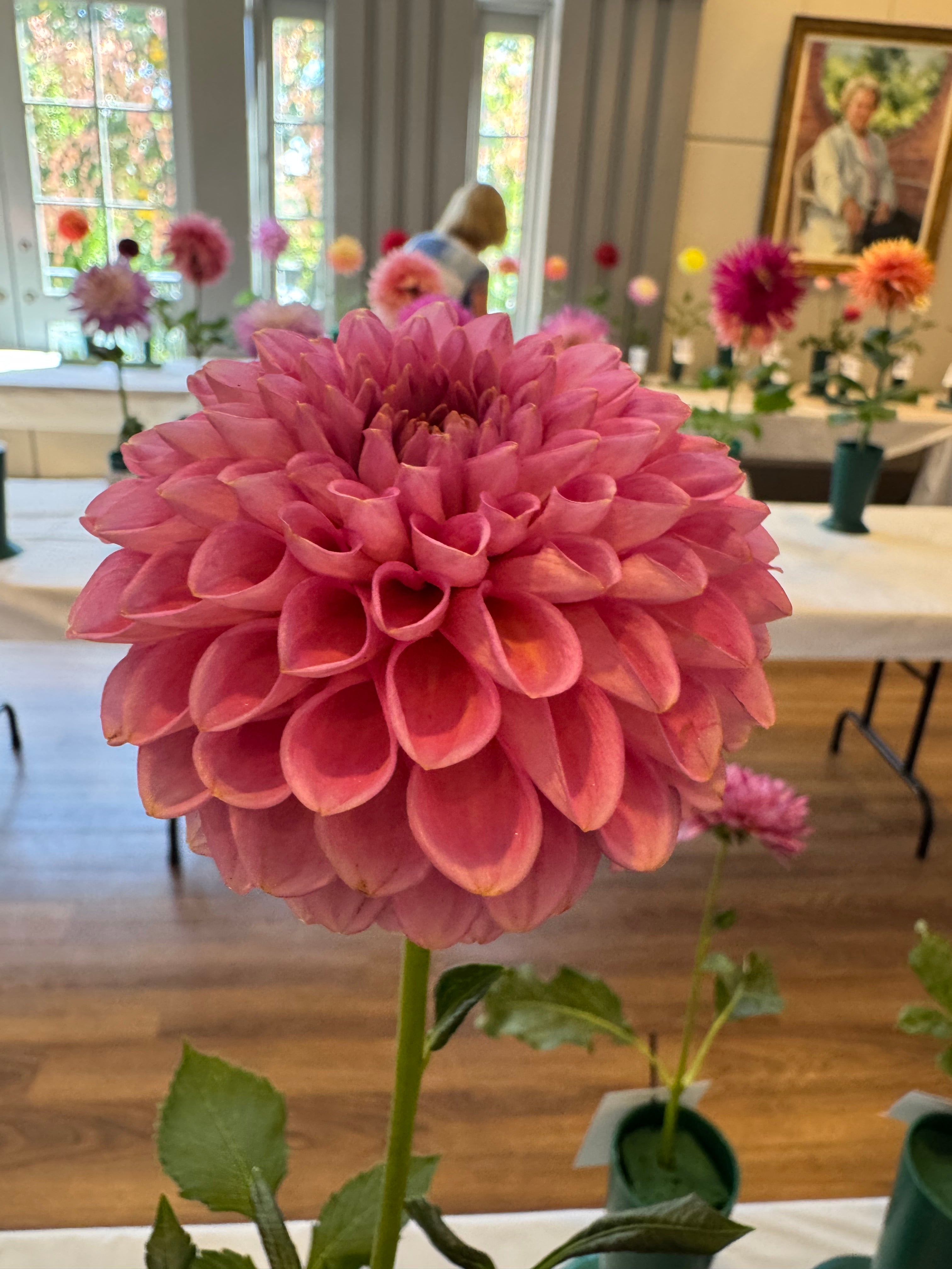 Westerton Pearl