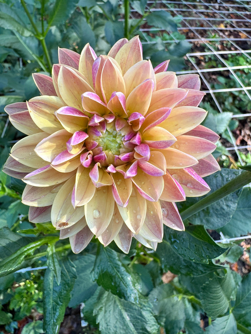 Madame Antoinette
