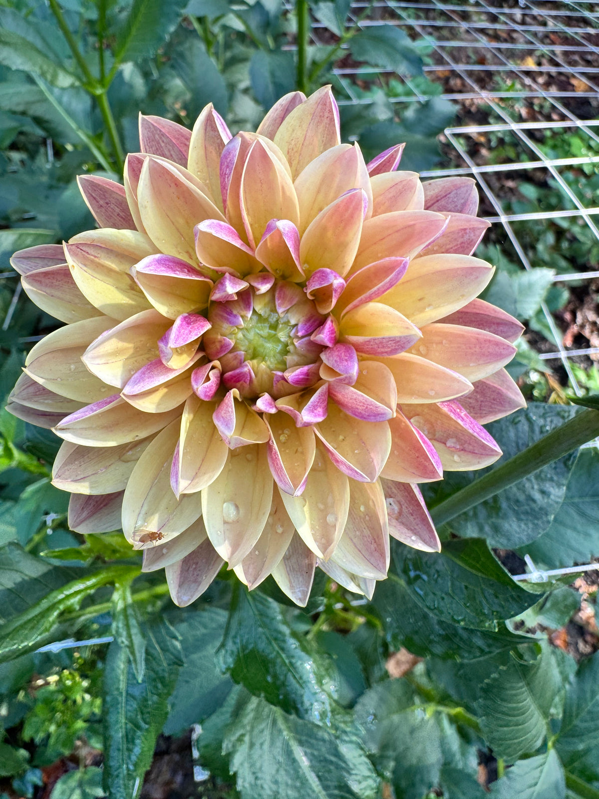 Madame Antoinette