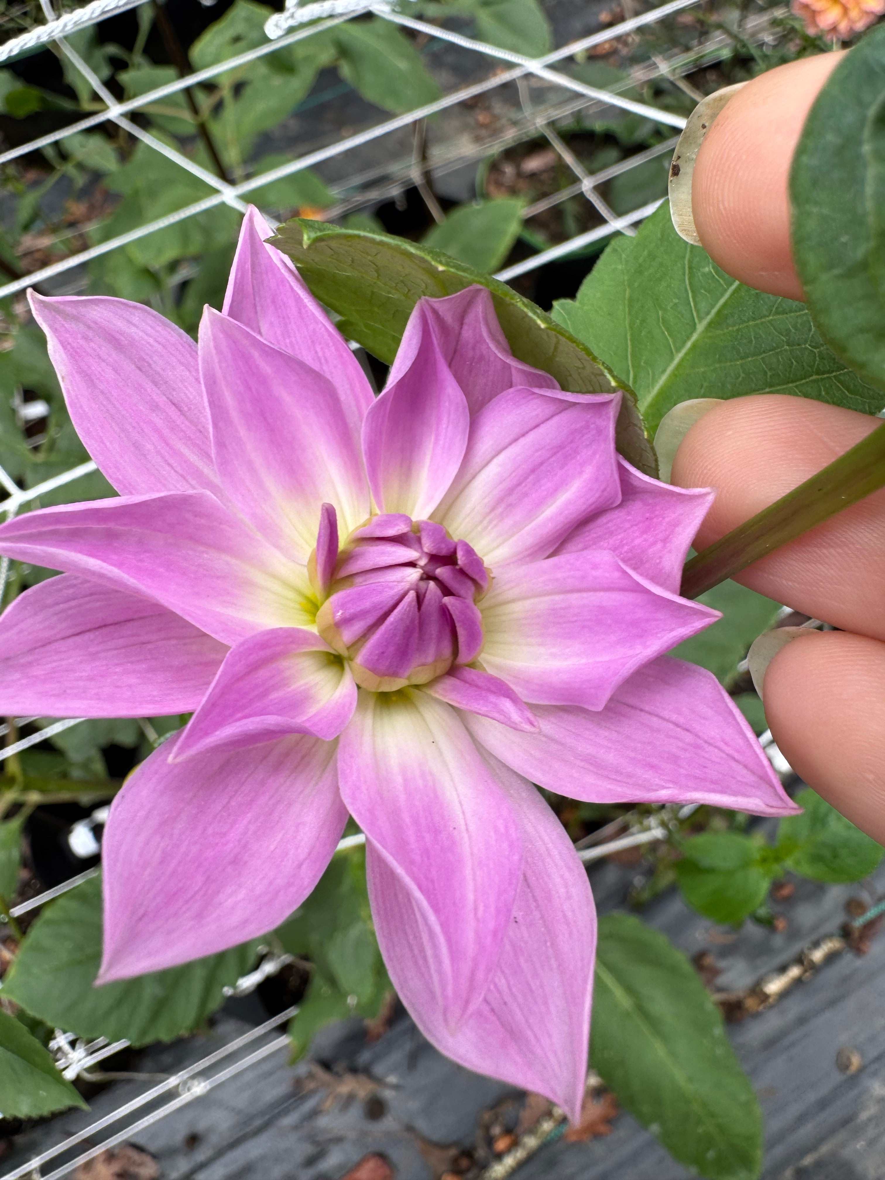 Sandia Shomei
