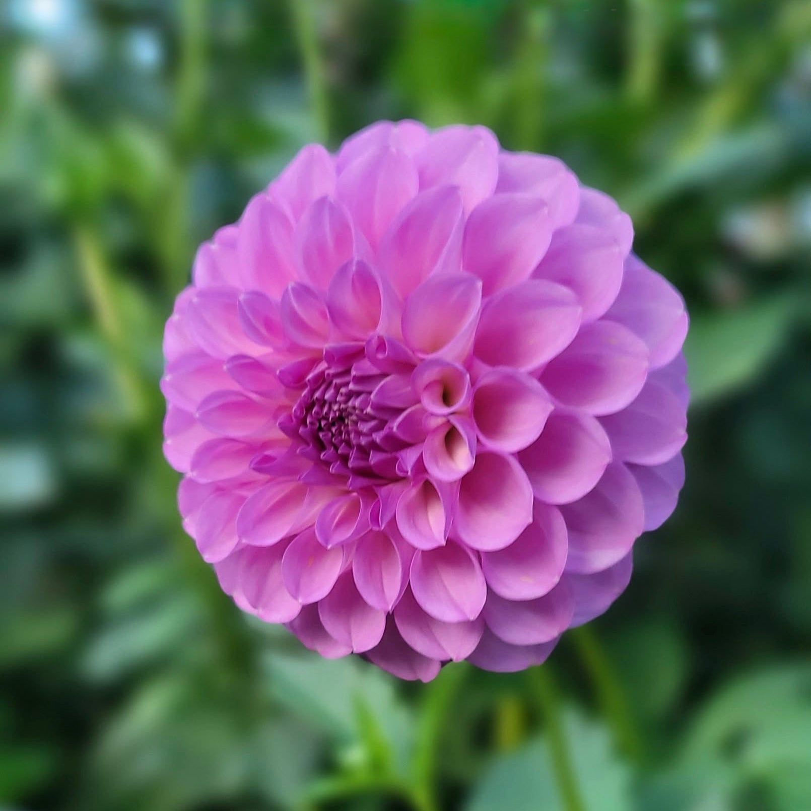 20th ave Pure Prince