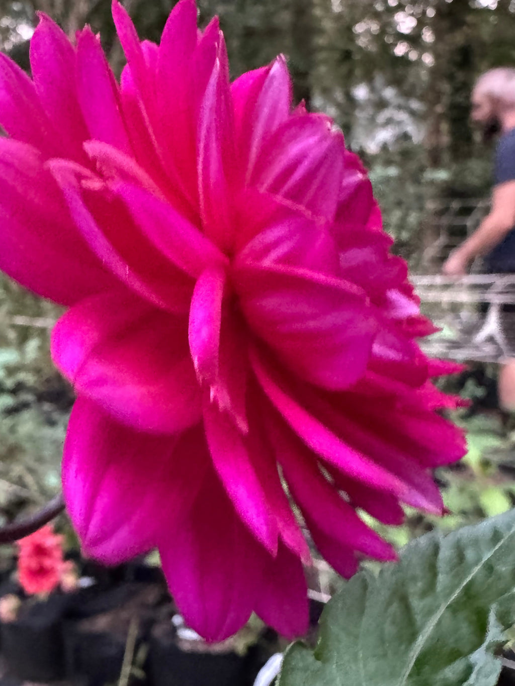 Sandia Nocturne