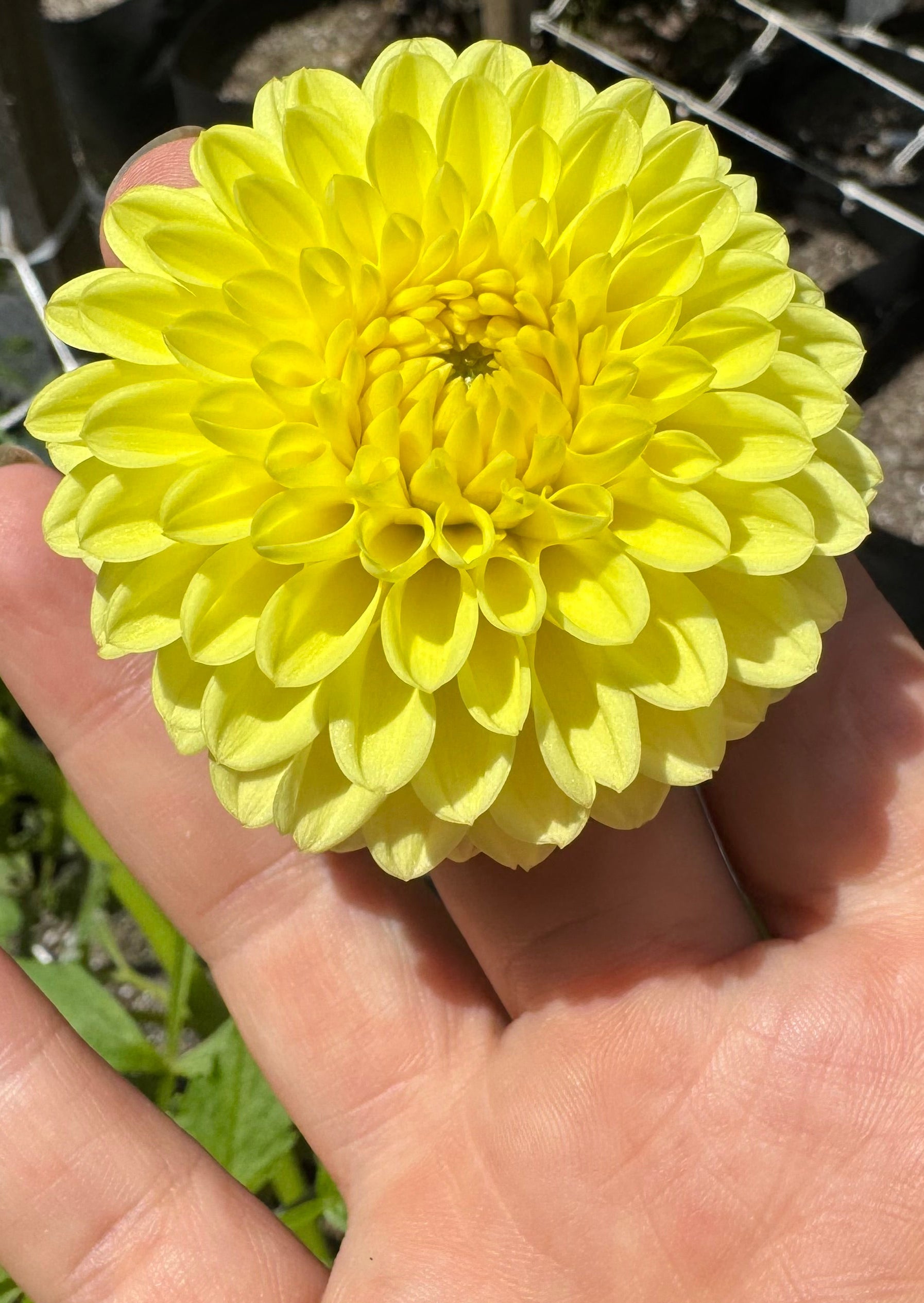 Blighton Golden Girl