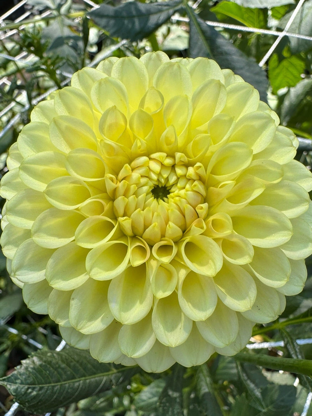 Skipley Moonglow