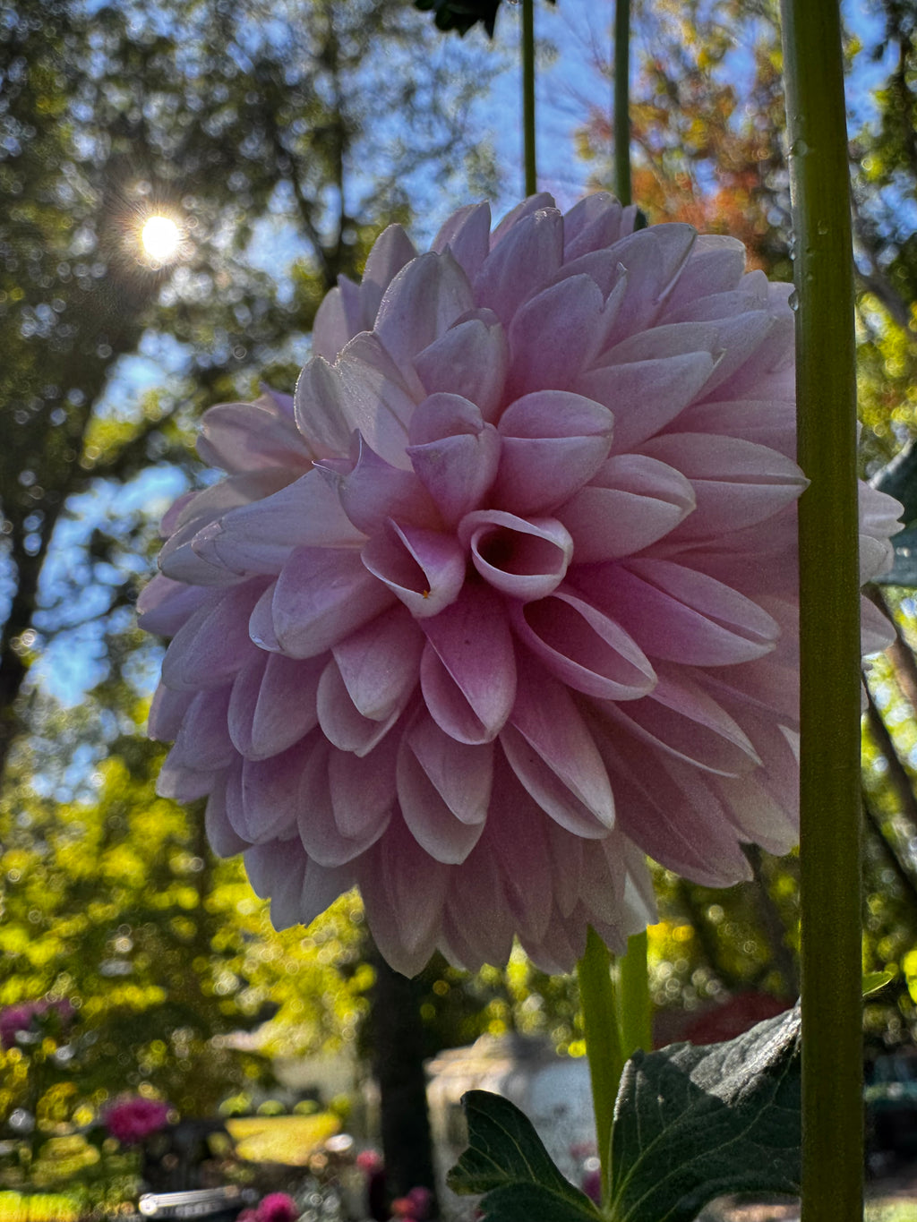 Hollyhill Pollyanna