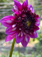 Misses Amy🇬🇧