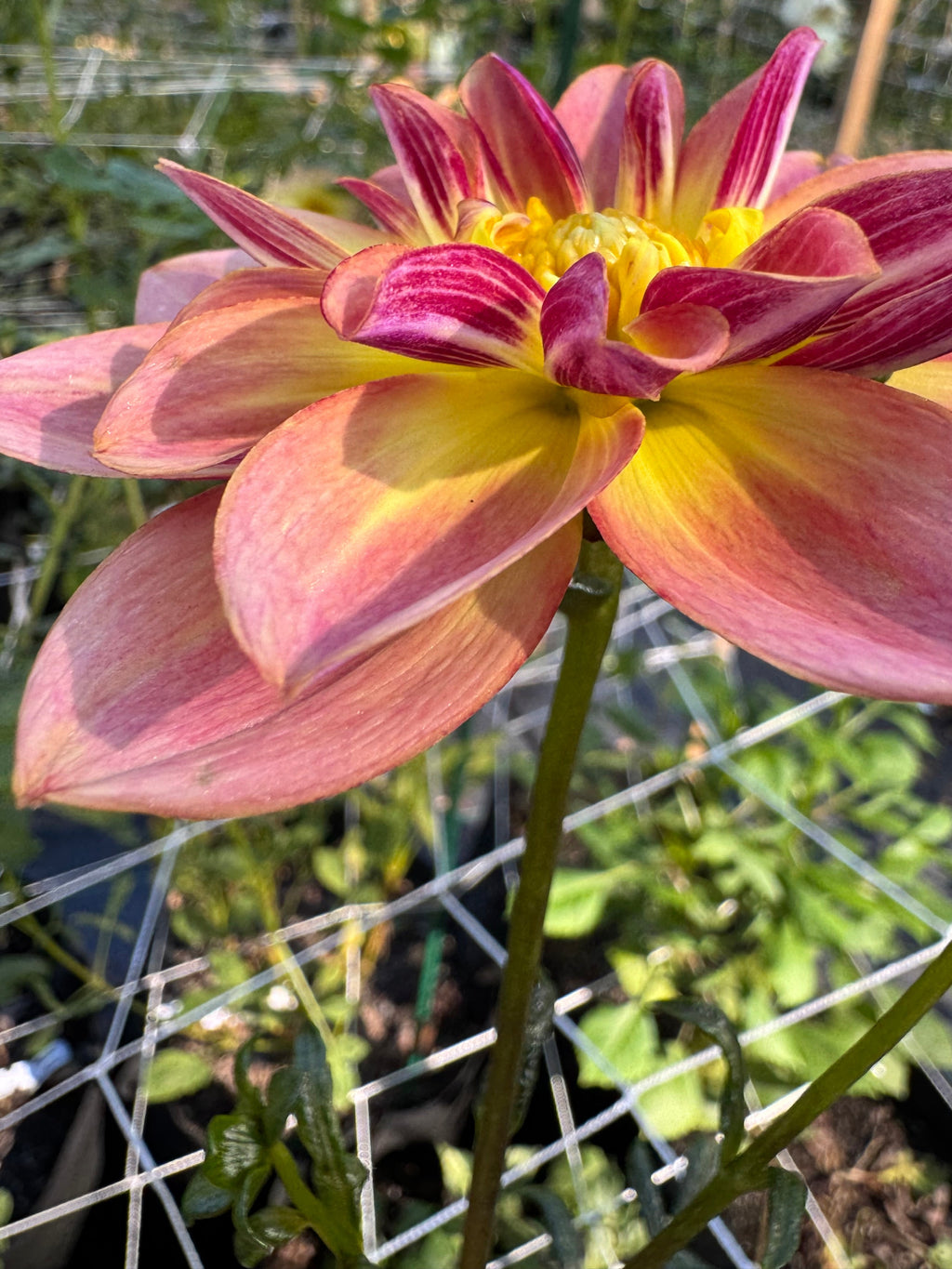 Happy Butterfly