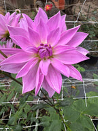 Sandia Shomei