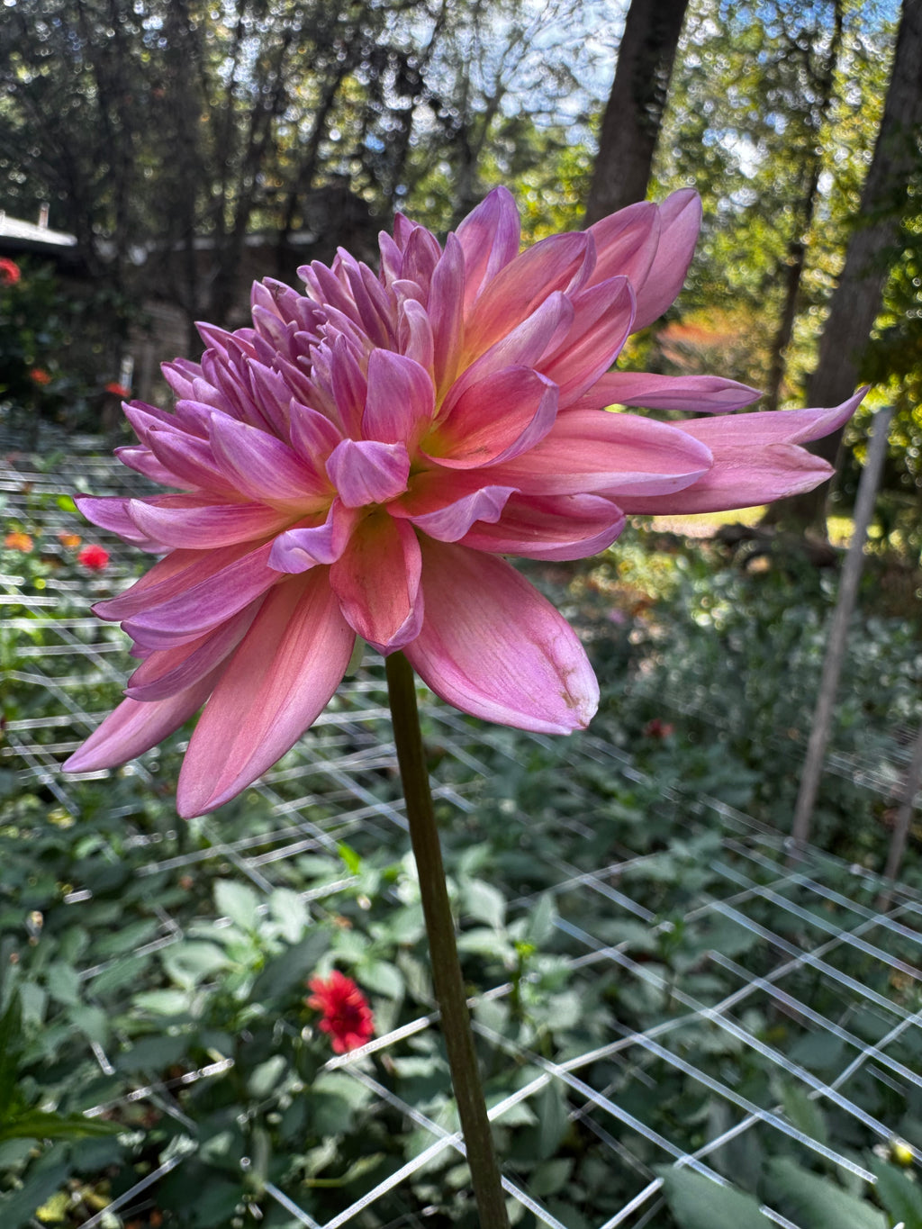 Dutch Pearl