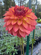 Verrones Sandra J