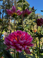Hollyhill daydream