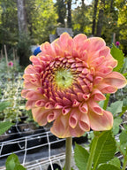 20th ave Softer Peach