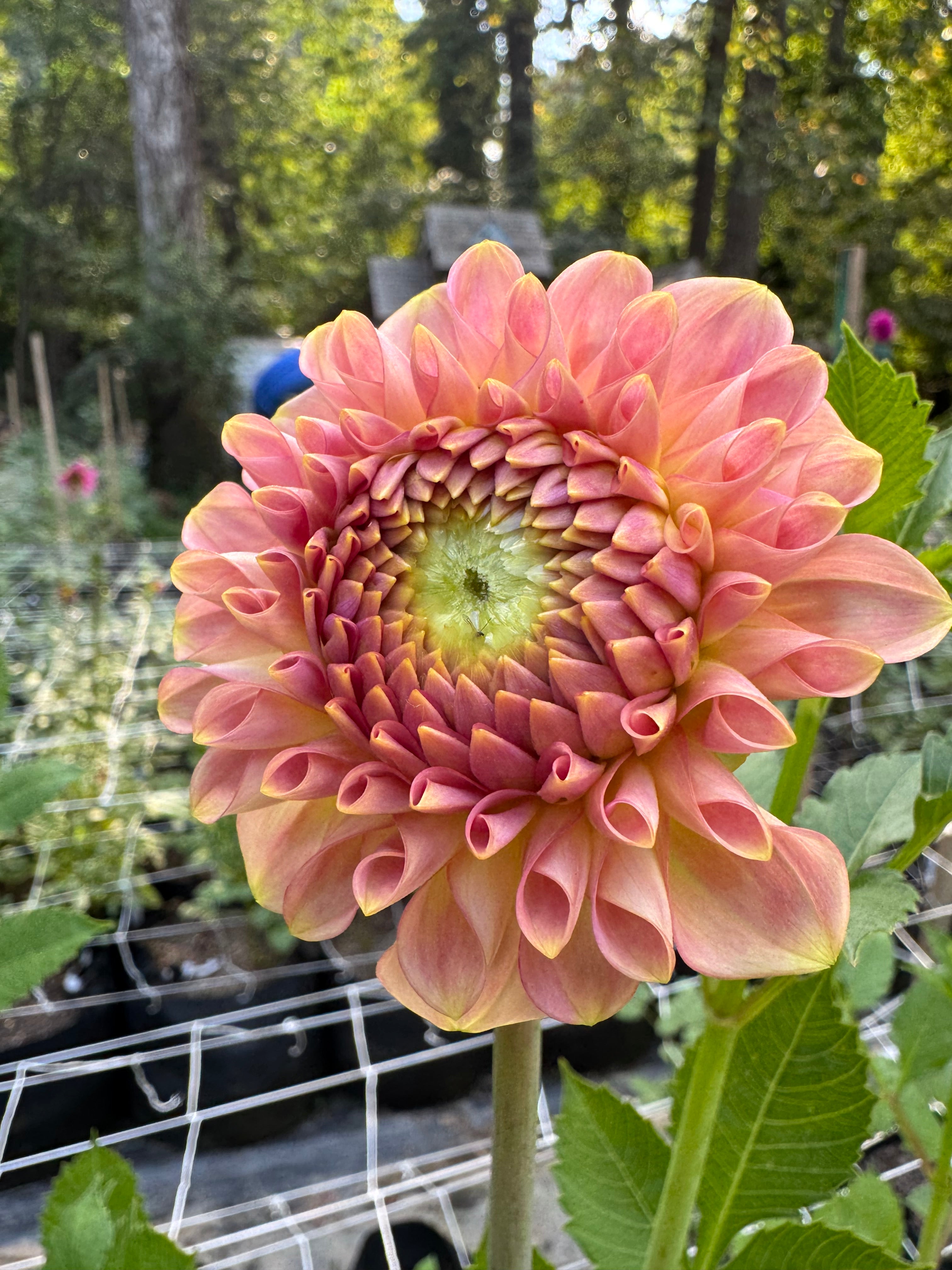 20th ave Softer Peach