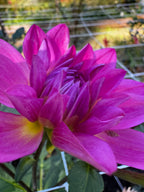 Hollyhill color magic