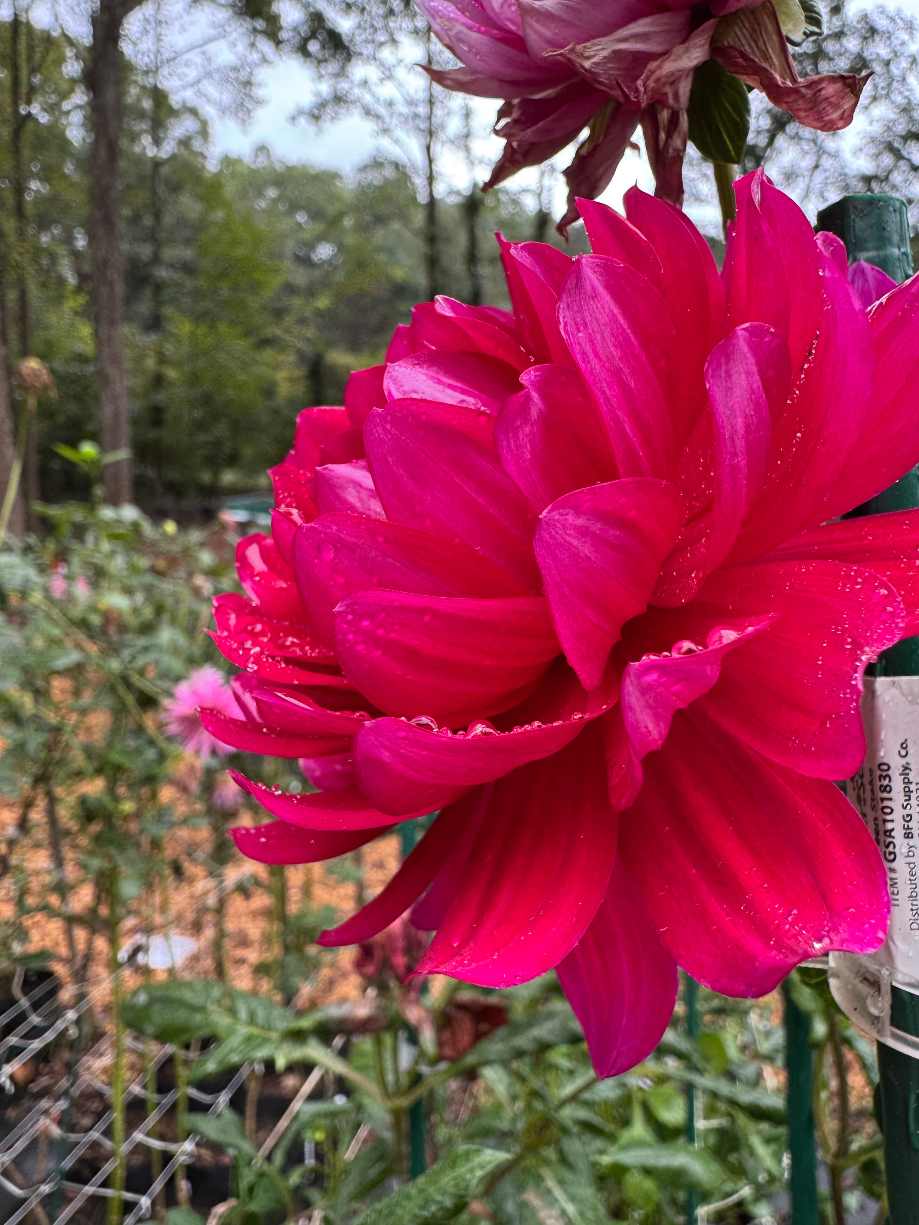 Hollyhill Pandora