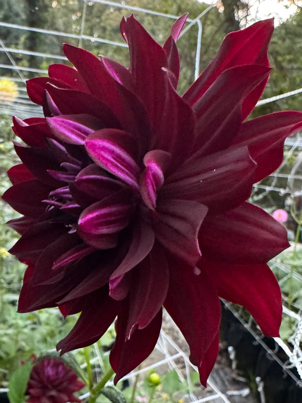 Hollyhill Black Beauty