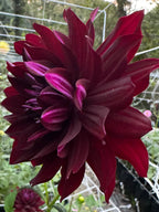 Hollyhill Black Beauty