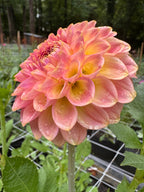 20th ave Softer Peach