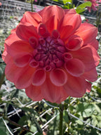 River Merle Pink Sugar