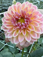 River Merle whirligig