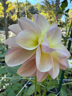 Lees scrumptious Pink