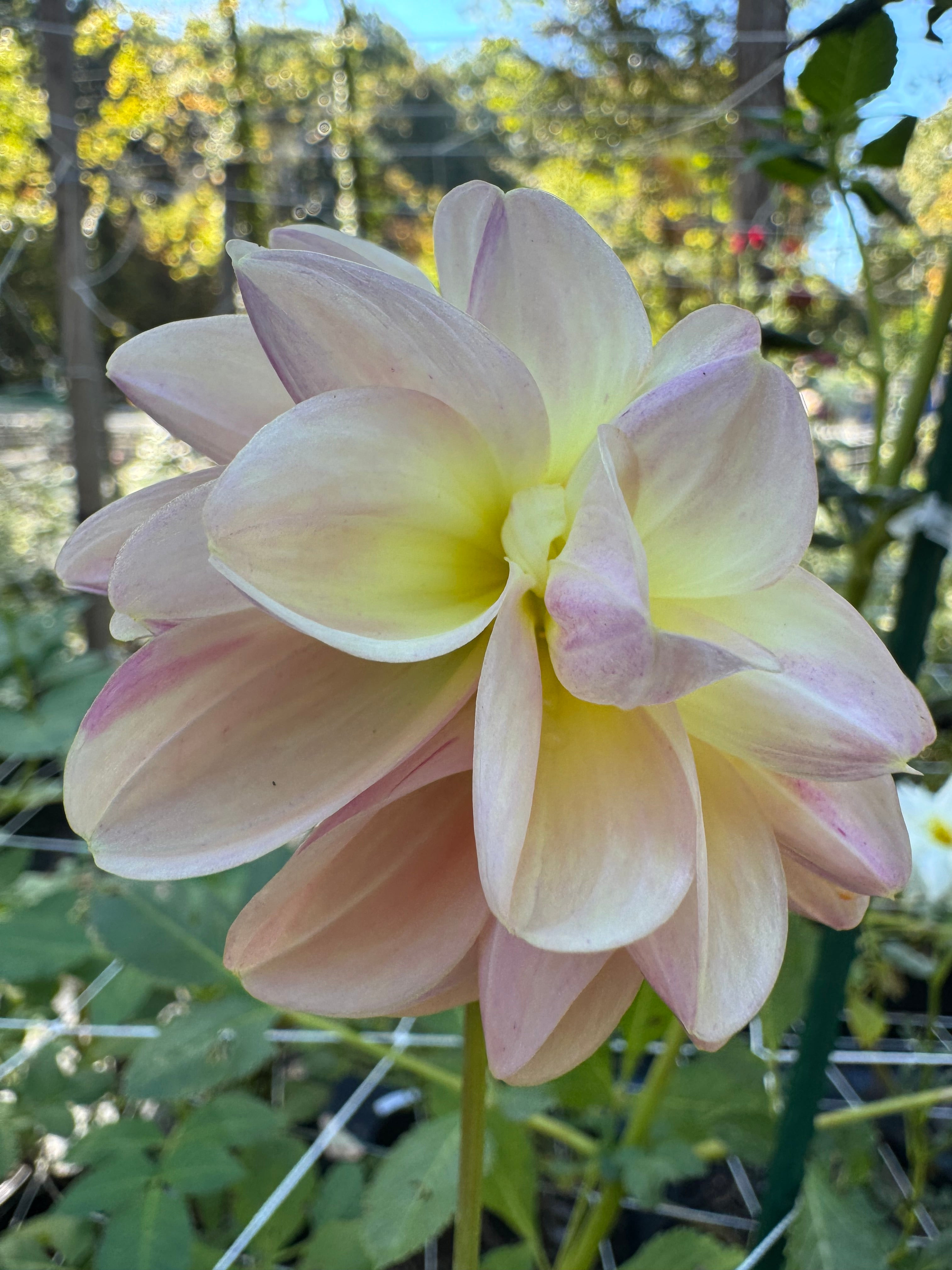 Lees scrumptious Pink