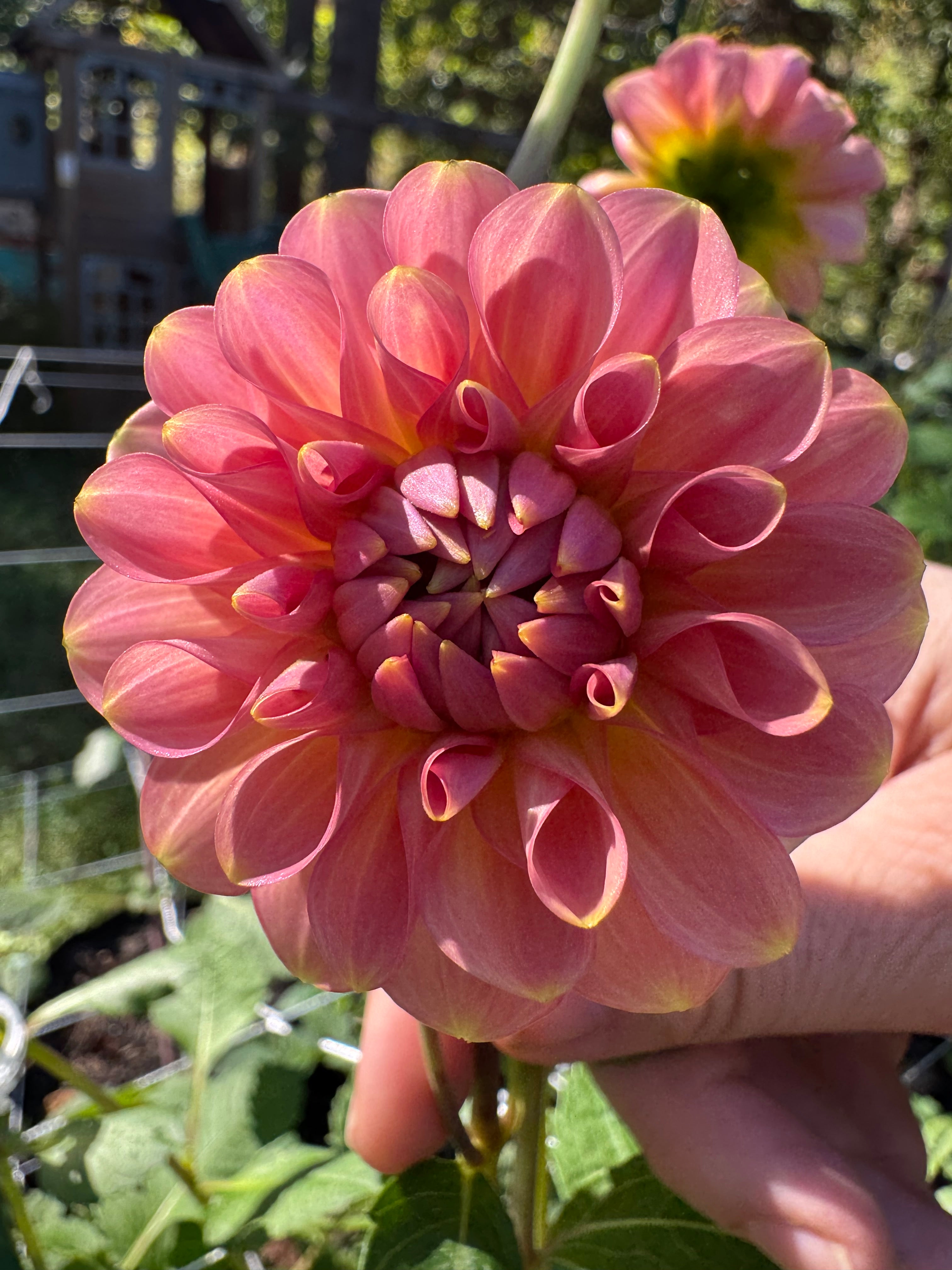 20th ave Softer Peach