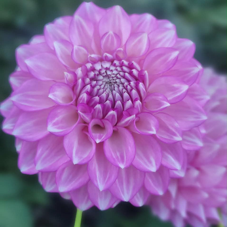 Maltby Pearl