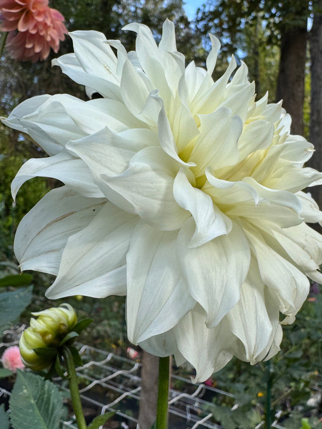 White Perfection