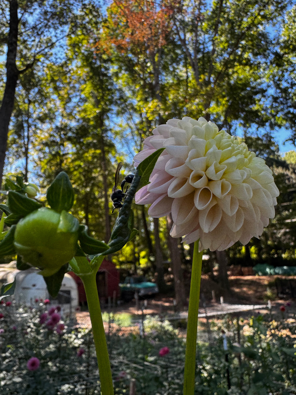 Hollyhill Pollyanna