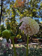 Hollyhill Pollyanna