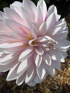 Lees Ruth