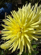 Bloomquist Lace