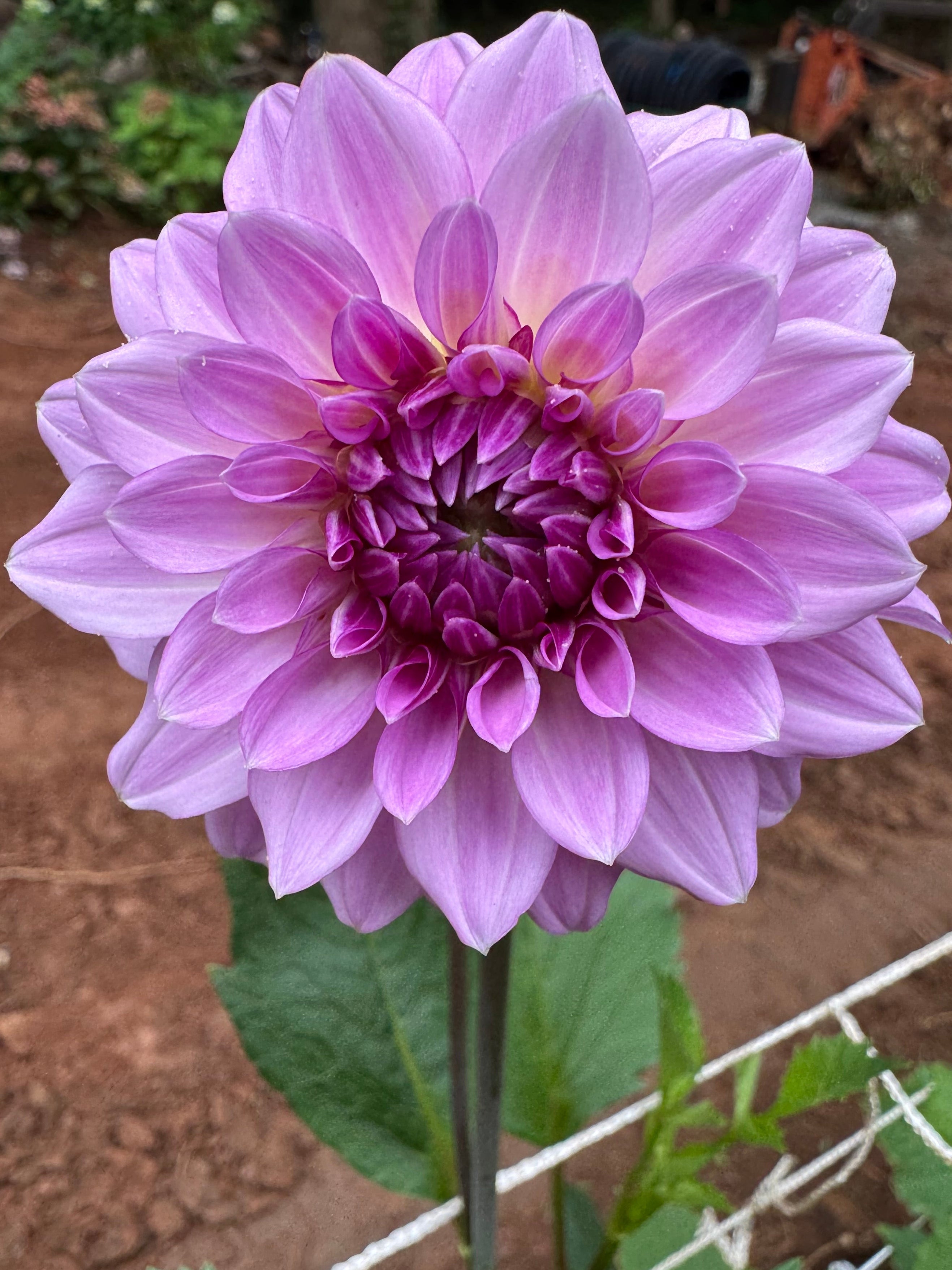 Lavender Ice