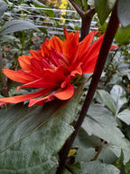 Misses Trucella🇬🇧