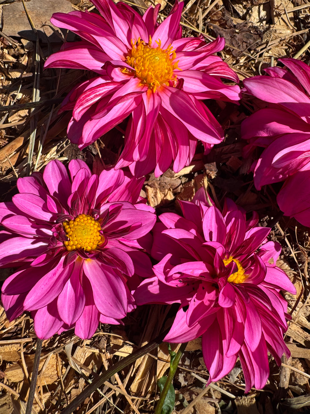 Sandia Brocade