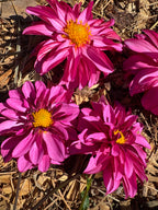 Sandia Brocade