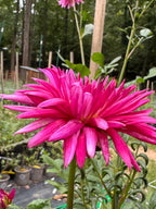 Sandia Barbie Sporty