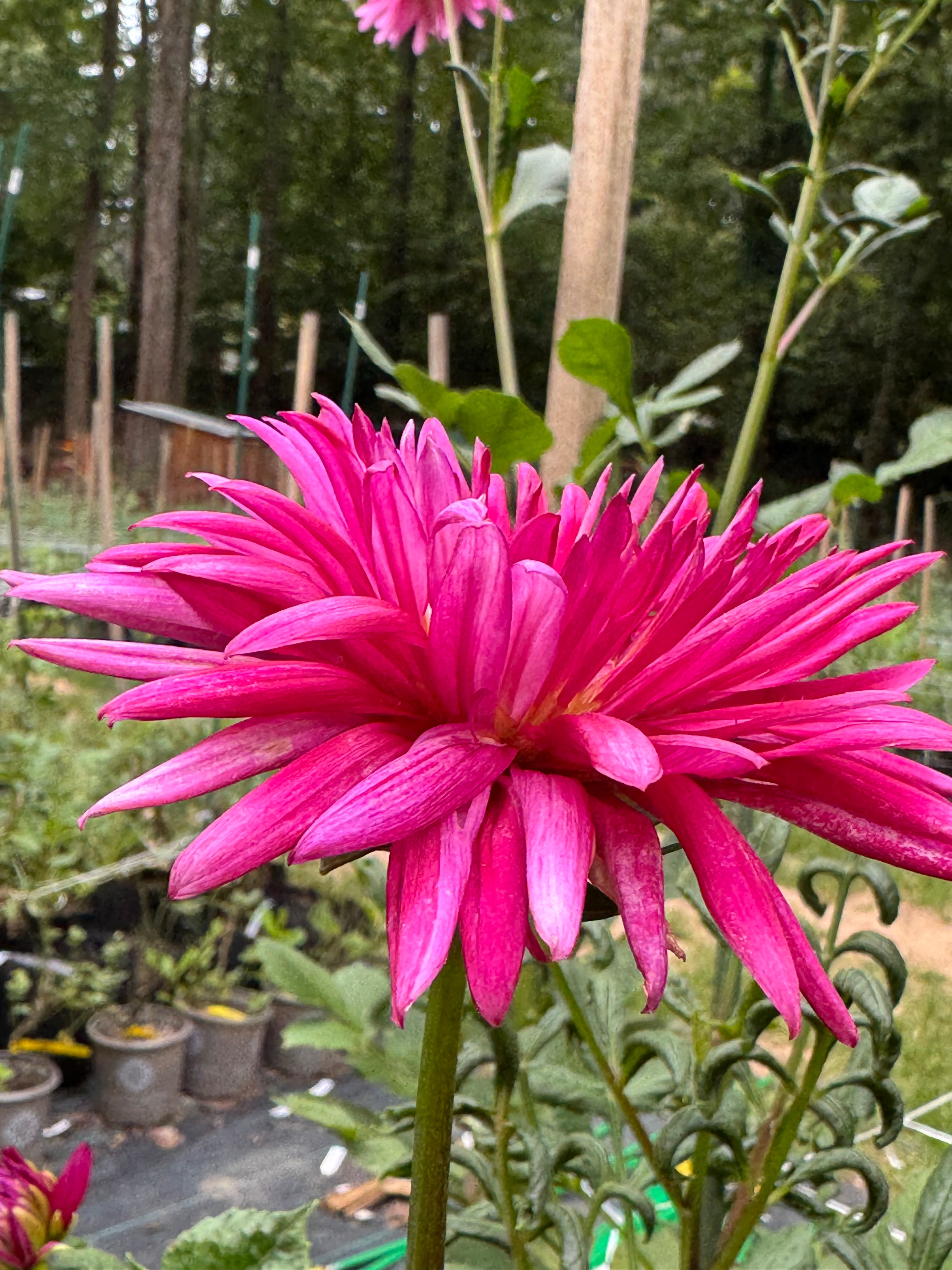 Sandia Barbie Sporty