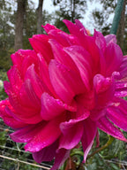 Hollyhill Pandora