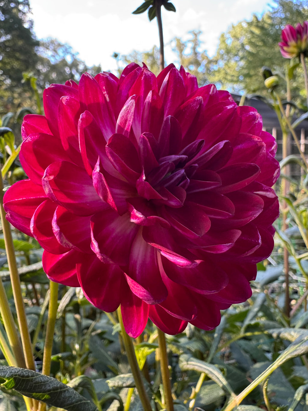 Sandia Bertha