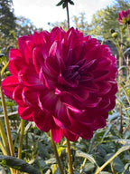 Sandia Bertha