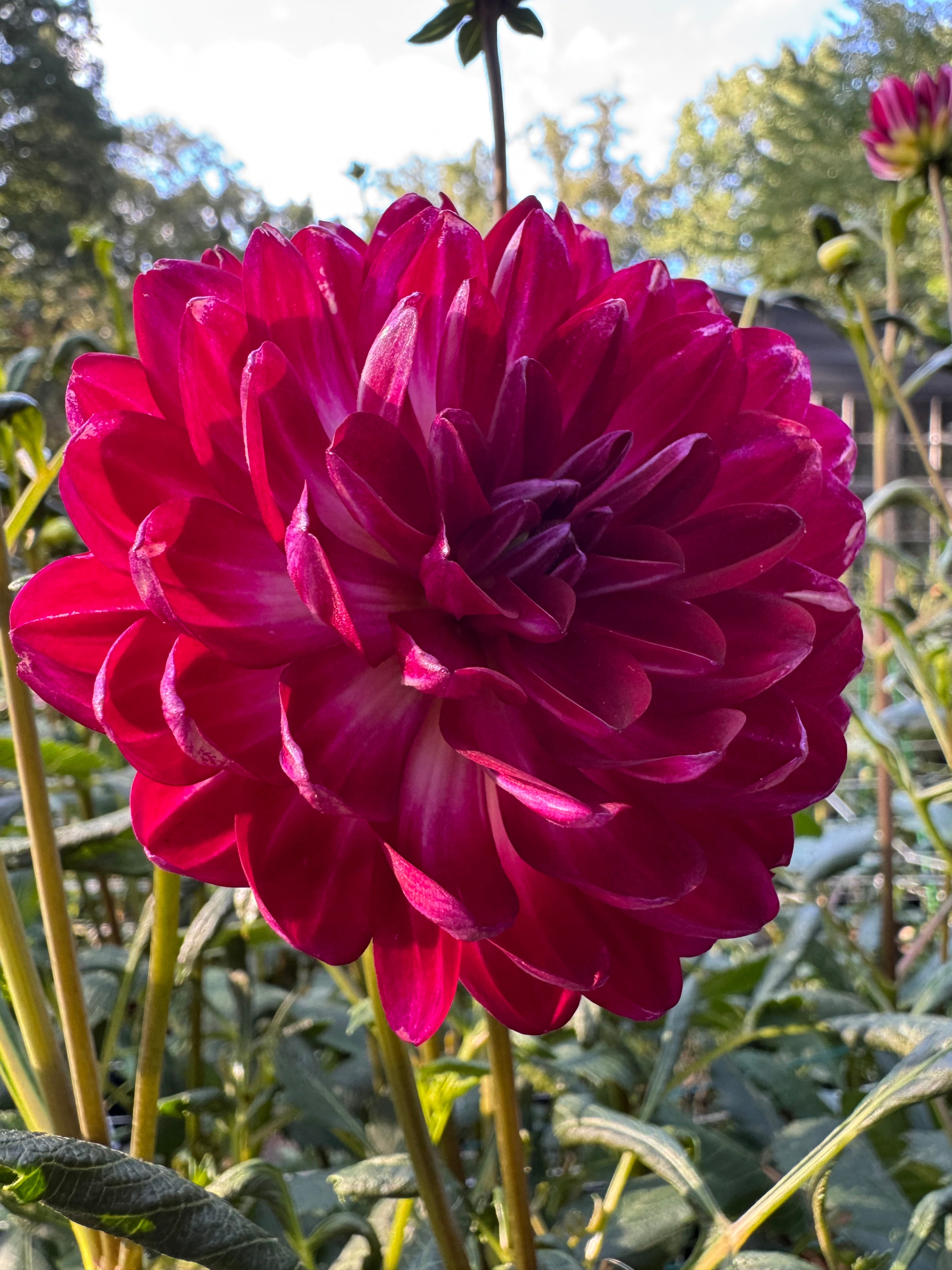 Sandia Bertha