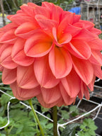 Ferncliff Apricot