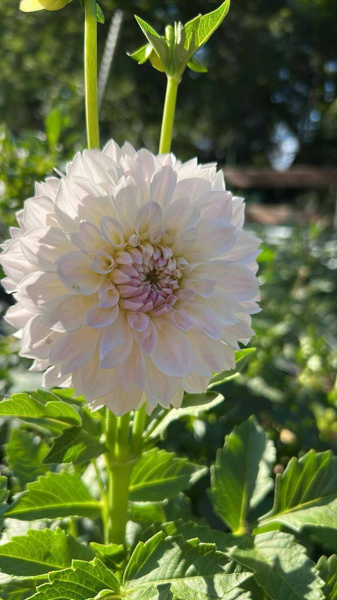 Irish Ruffles