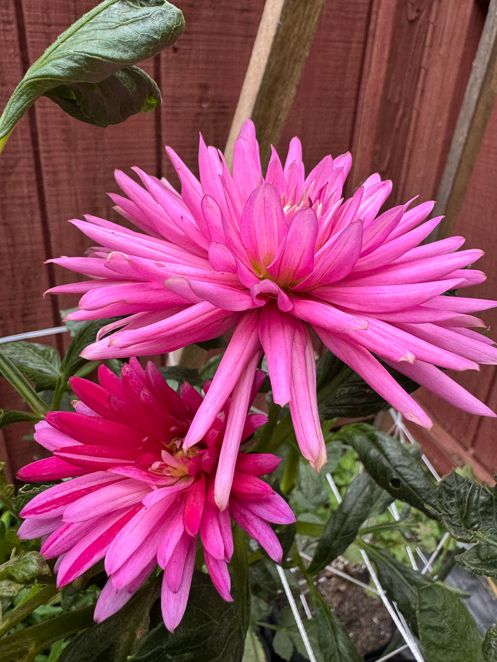 Sandia Barbie Sporty