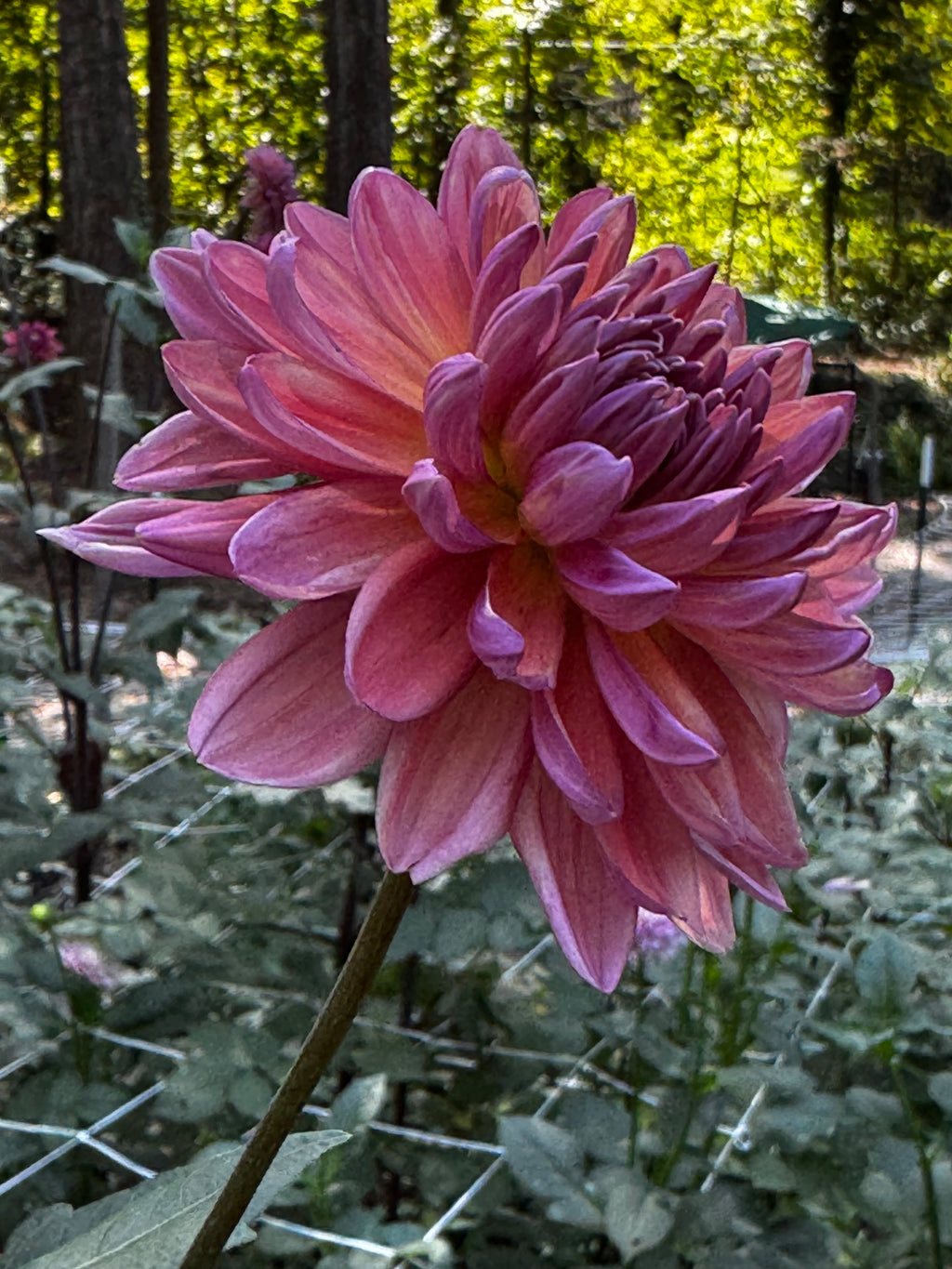 Dutch Pearl