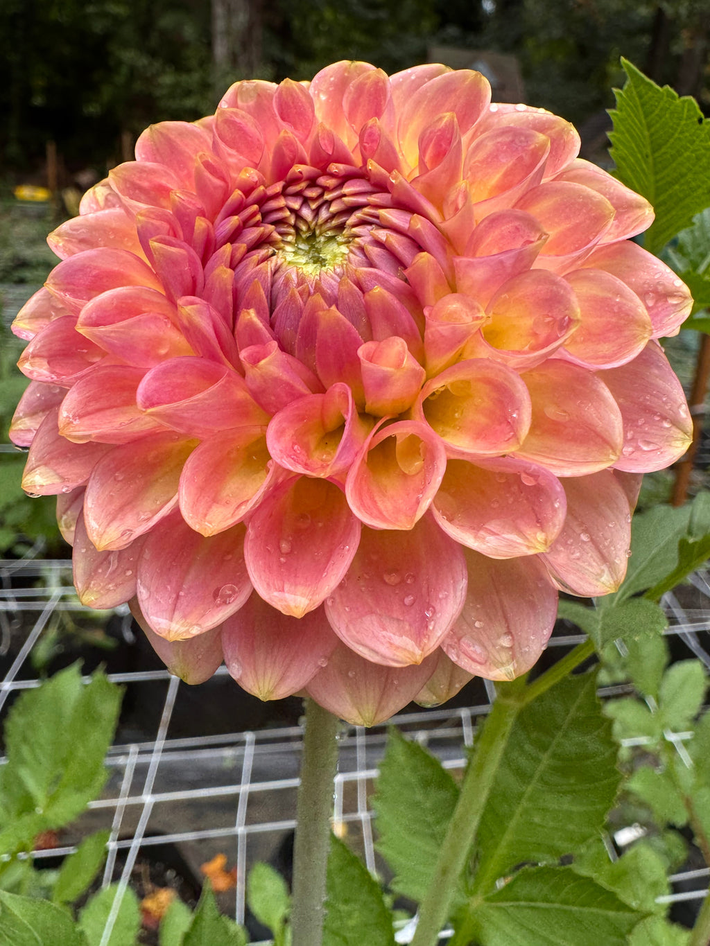 20th ave Softer Peach